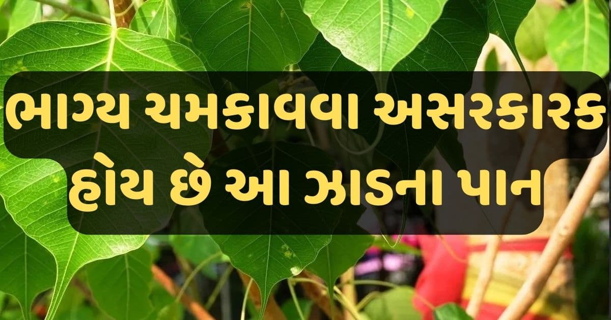 ભાગ્ય ચમકાવવામાં અસરકારક છે આ ઝાડના પાંદડા, પ્રગતિની સાથે થાય છે ધન લાભ