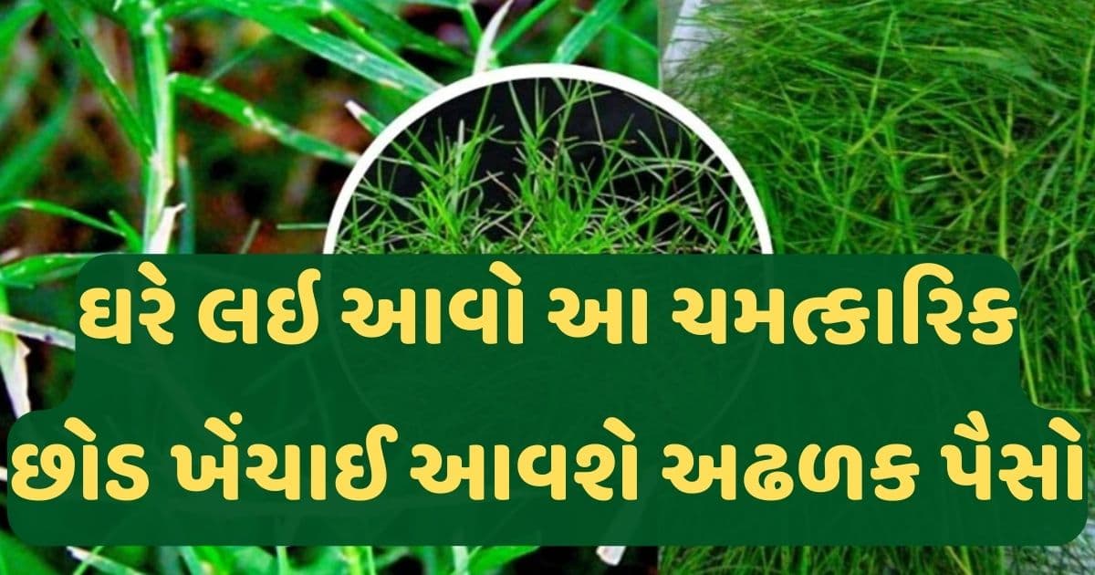ઘરમાં લગાવી લો આ ચમત્કારિક છોડ, ચમકી જશે કિસ્મત.. ખેંચાઈ આવશે ધન- સંપત્તિ