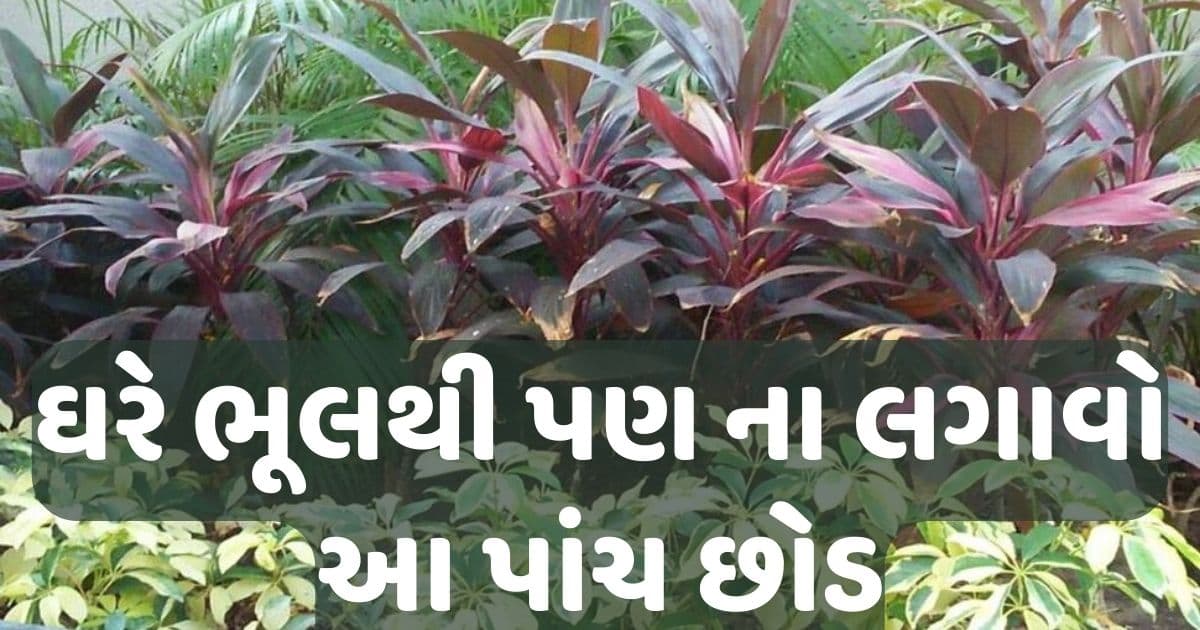 ઘરે ભૂલથી પણ ના લગાવો આ પાંચ છોડ, પરિવારમાં લઇ આવે છે ગરીબી અને કલેશ