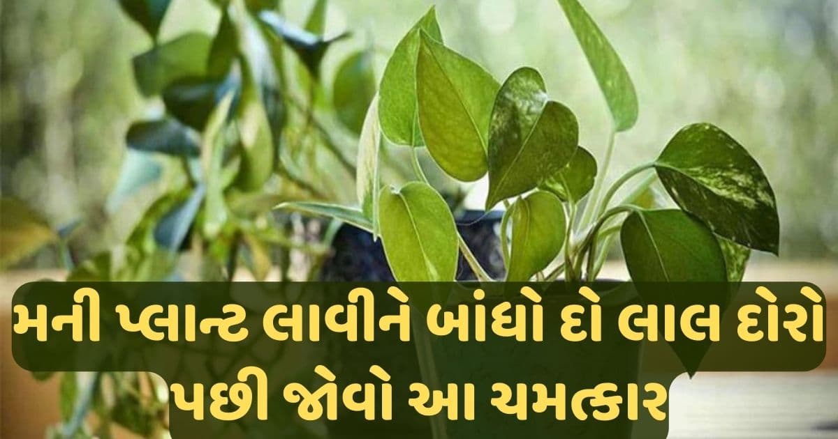 ઘરમાં રાખેલો છે મની પ્લાન્ટ તો બાંધી દો આ દોરો અને પછી જુઓ ચમત્કારિક ફાયદા.. જાણો
