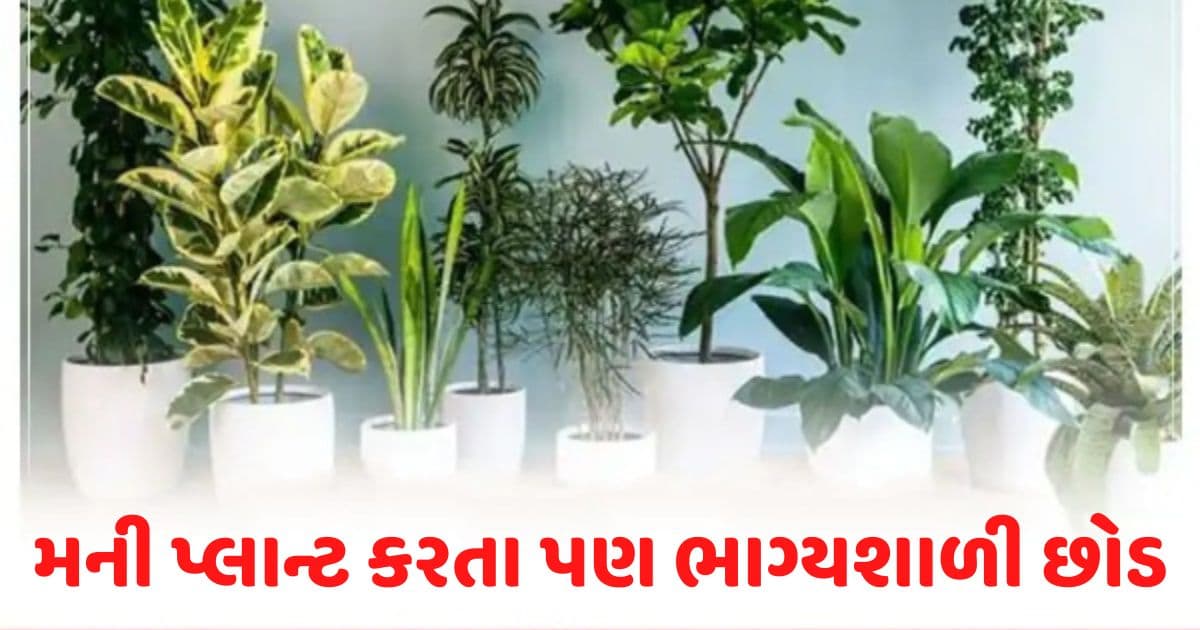 આ છોડ મની પ્લાન્ટ કરતા પણ વધારે ભાગ્યશાળી, ઘરમાં લગાવવાથી આવે છે બરકત