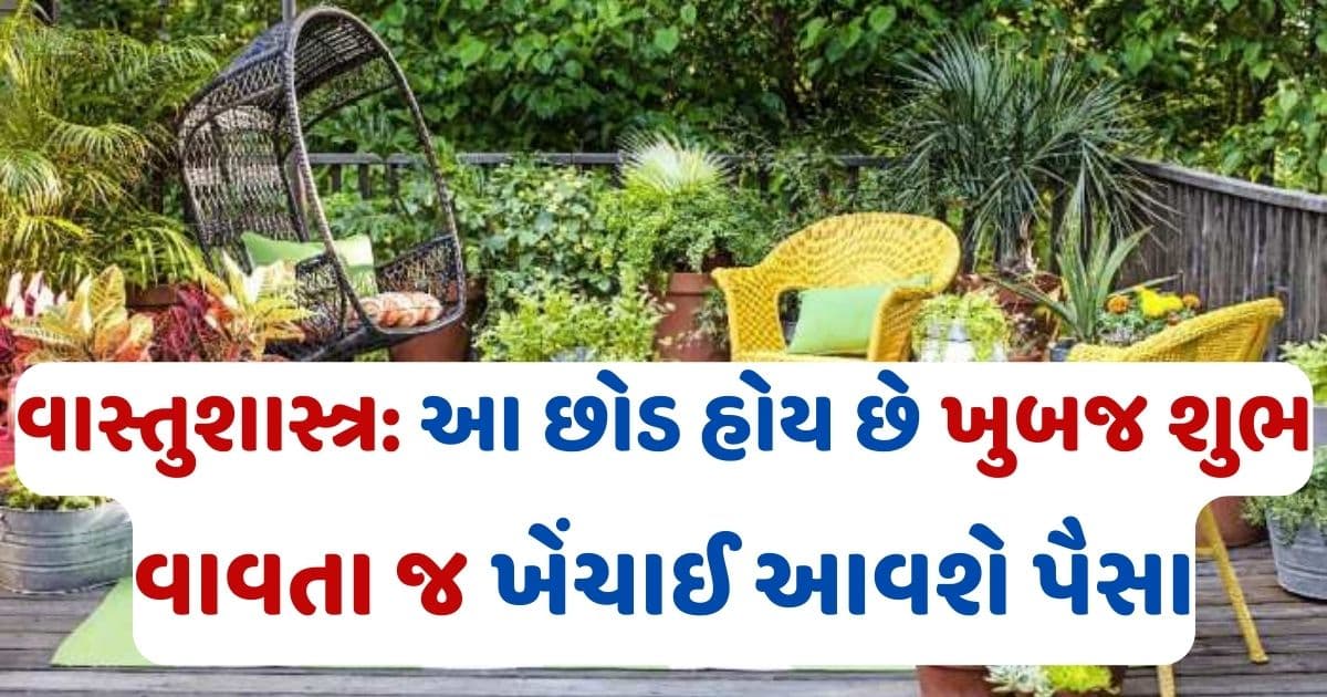 તુલસી- મની પ્લાન્ટ જ નહીં આ છોડ પણ હોય છે ખુબજ શુભ! લગાવતા જ ખેંચાઈ આવશે પૈસા