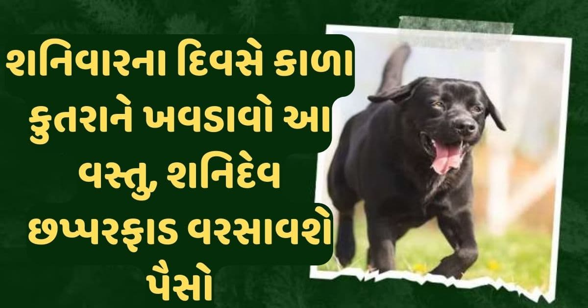 શનિવારના દિવસે કાળા કુતરાને ખવડાવો આ વસ્તુ, શનિદેવ છપ્પરફાડ વરસાવશે પૈસો