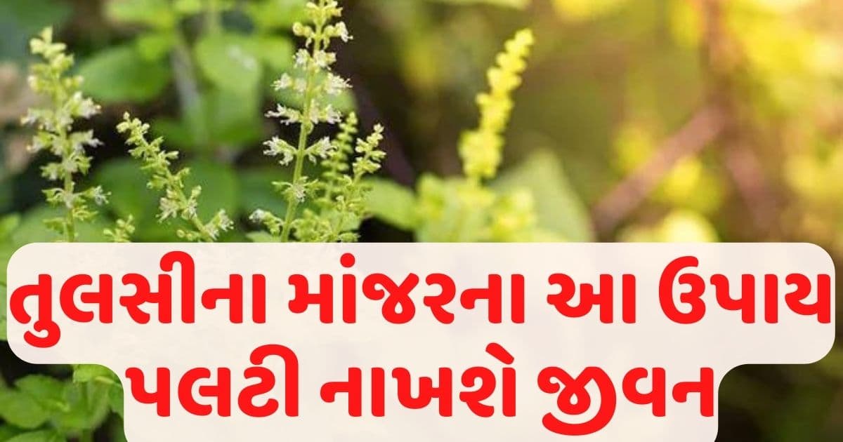 તુલસીના છોડમાં રહેલા માંજરનો કરો આ ઉપાય, ભરેલા રહેશે ખિસ્સા અને તિજોરી