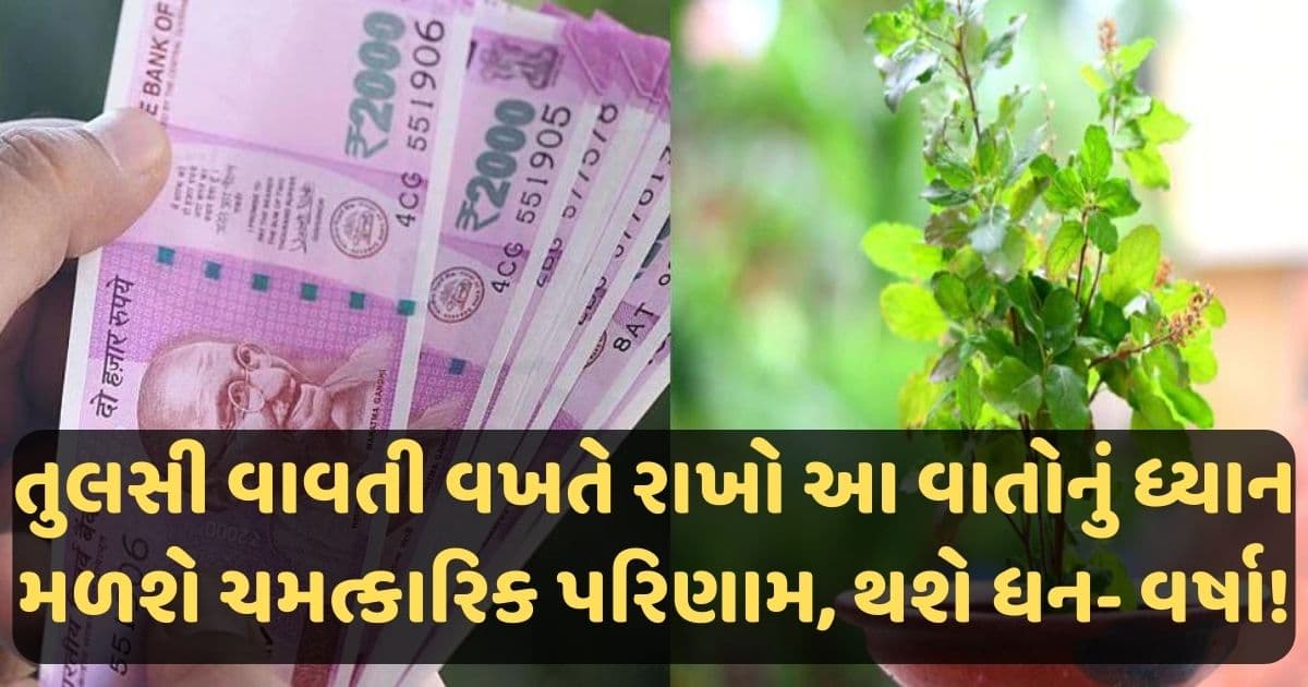 તુલસી વાવતી વખતે રાખો આ વાતોનું ધ્યાન, મળશે ચમત્કારિક પરિણામ, થશે ધન- વર્ષા!